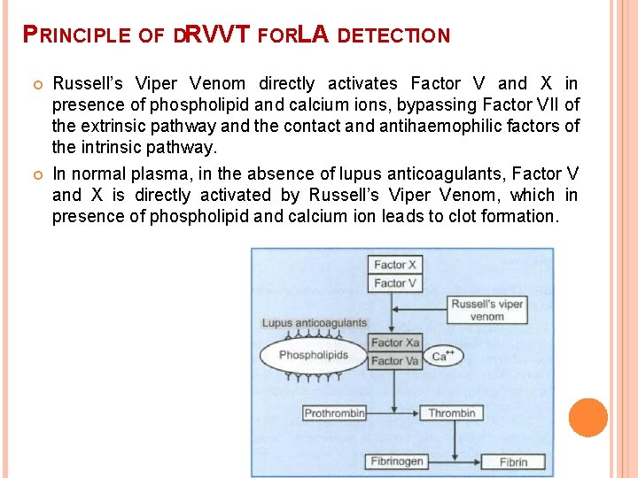 PRINCIPLE OF DRVVT FORLA DETECTION Russell’s Viper Venom directly activates Factor V and X