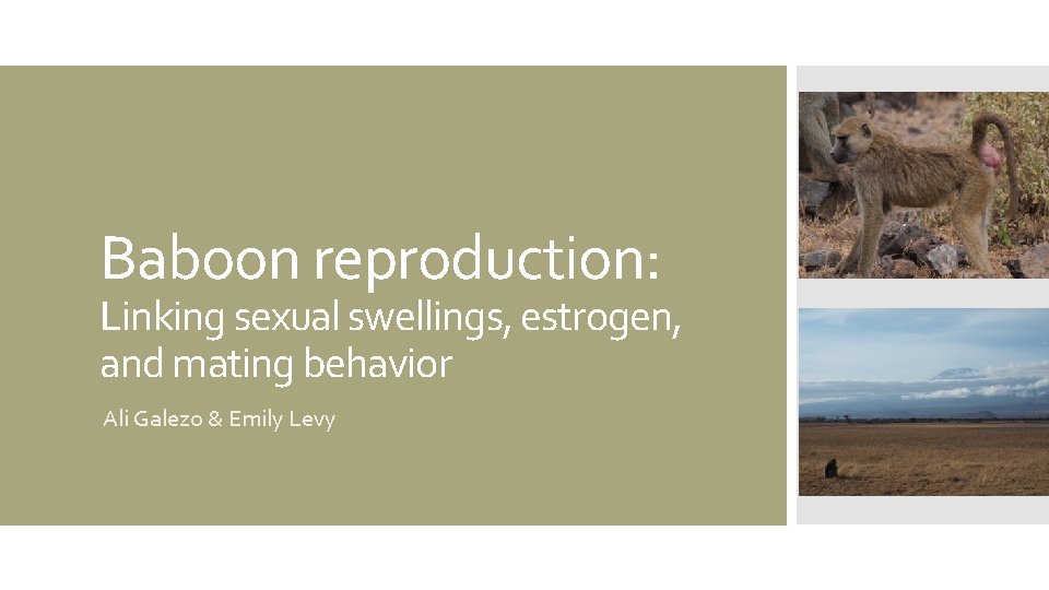 Baboon reproduction: Linking sexual swellings, estrogen, and mating behavior Ali Galezo & Emily Levy