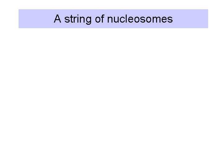 A string of nucleosomes 