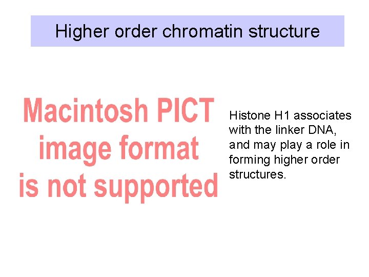 Higher order chromatin structure Histone H 1 associates with the linker DNA, and may