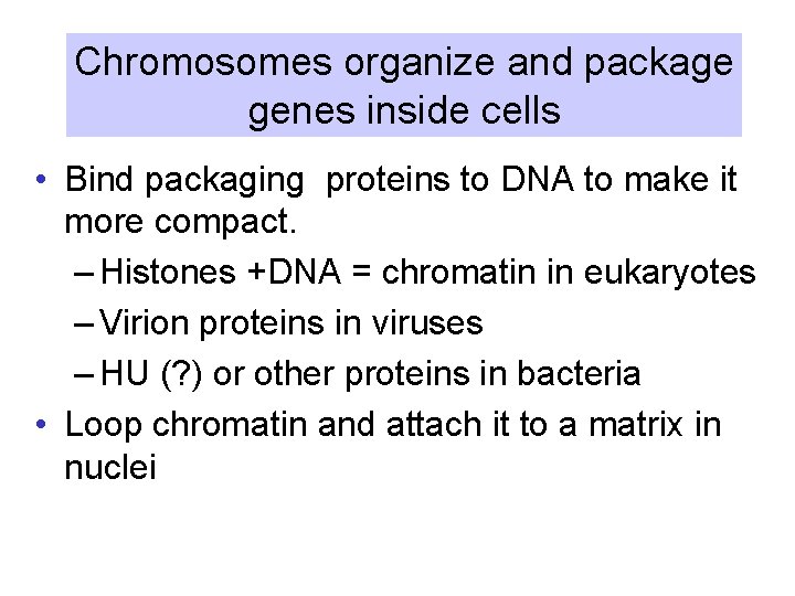 Chromosomes organize and package genes inside cells • Bind packaging proteins to DNA to