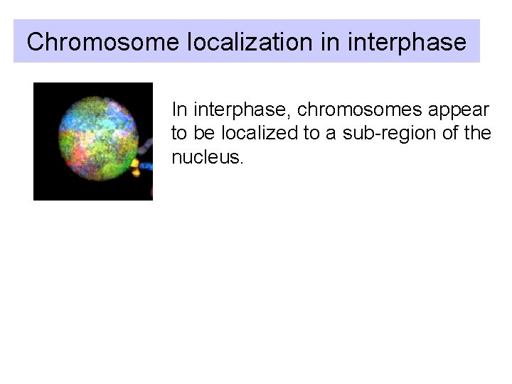 Chromosome localization in interphase In interphase, chromosomes appear to be localized to a sub-region