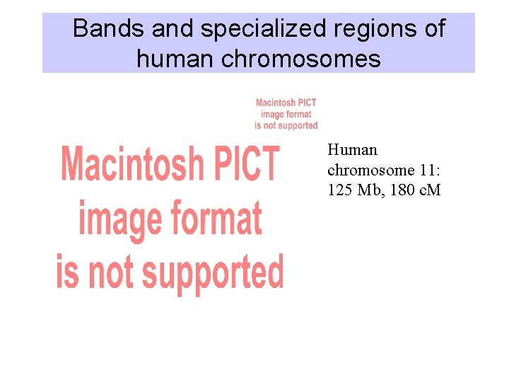 Bands and specialized regions of human chromosomes Human chromosome 11: 125 Mb, 180 c.