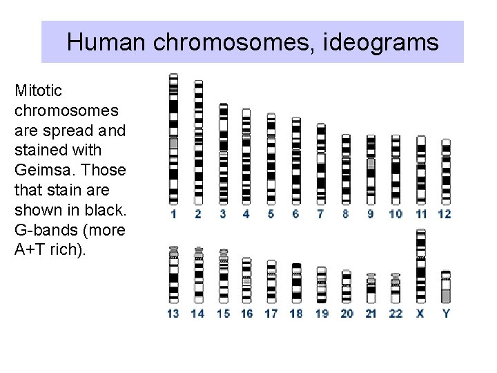 Human chromosomes, ideograms Mitotic chromosomes are spread and stained with Geimsa. Those that stain