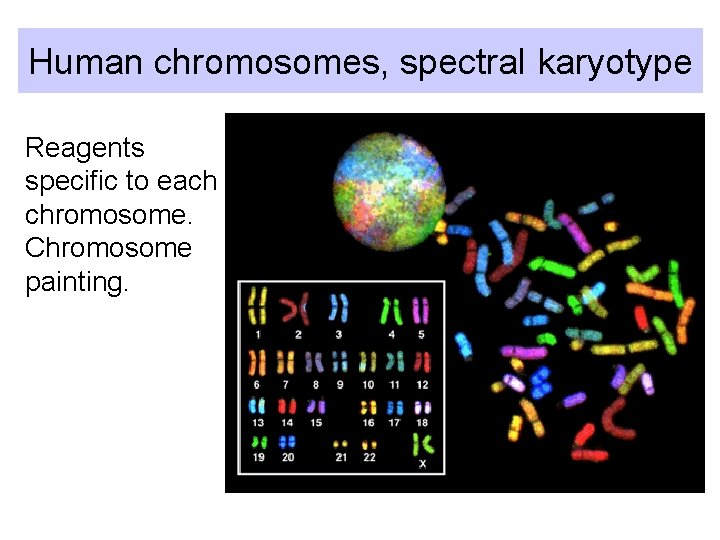 Human chromosomes, spectral karyotype Reagents specific to each chromosome. Chromosome painting. 