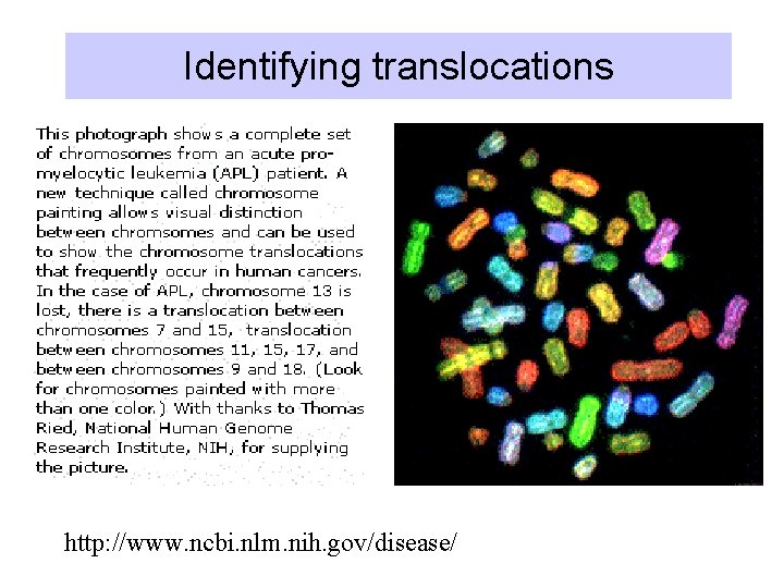 Identifying translocations http: //www. ncbi. nlm. nih. gov/disease/ 