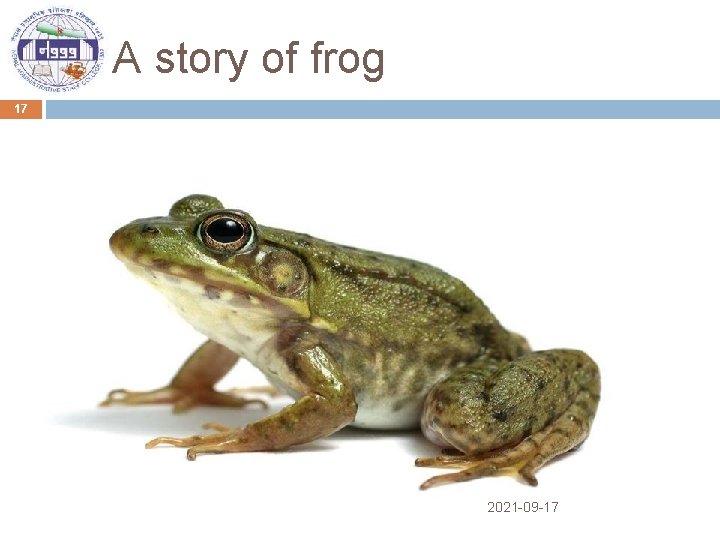 A story of frog 17 2021 -09 -17 