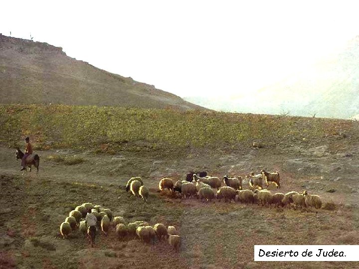 Desierto de Judea. 