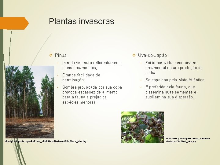 Plantas invasoras Pinus - Introduzido para reflorestamento e fins ornamentais; - Grande facilidade de