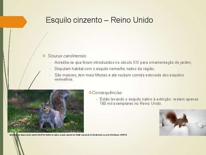 Esquilo cinzento – Reino Unido Sciurus carolinensis - Acredita-se que foram introduzidos no século
