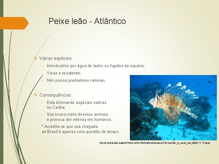 Peixe leão - Atlântico Várias espécies - Introduzidos por água de lastro ou fugidos