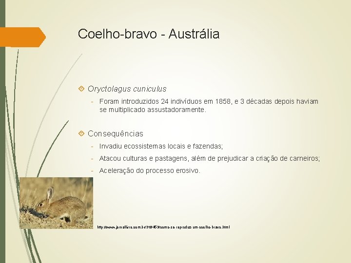 Coelho-bravo - Austrália Oryctolagus cuniculus - Foram introduzidos 24 indivíduos em 1858, e 3