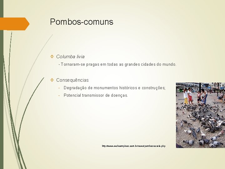 Pombos-comuns Columba livia - Tornaram-se pragas em todas as grandes cidades do mundo. Consequências