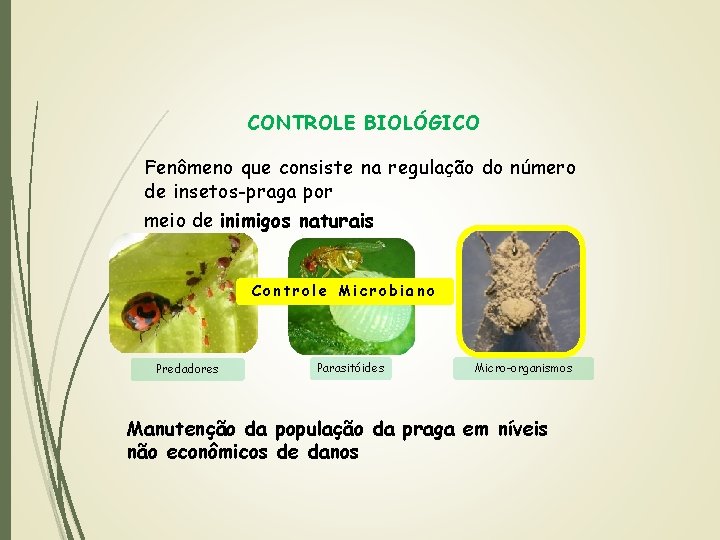 CONTROLE BIOLÓGICO Fenômeno que consiste na regulação do número de insetos-praga por meio de