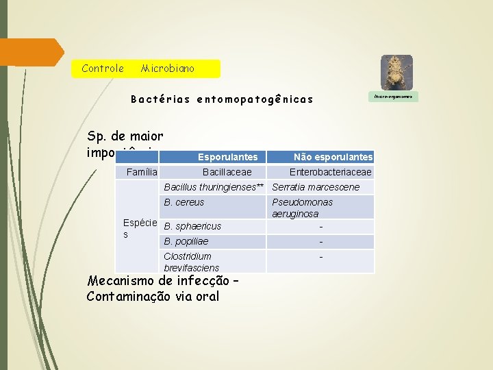 Cont role M i c r o b i a no Bactérias entomopatogênicas Sp.