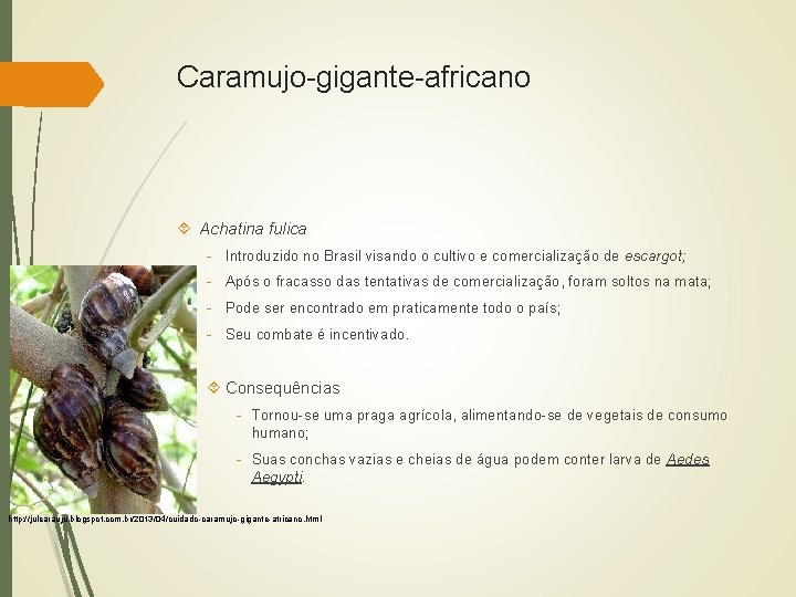 Caramujo-gigante-africano Achatina fulica - Introduzido no Brasil visando o cultivo e comercialização de escargot;