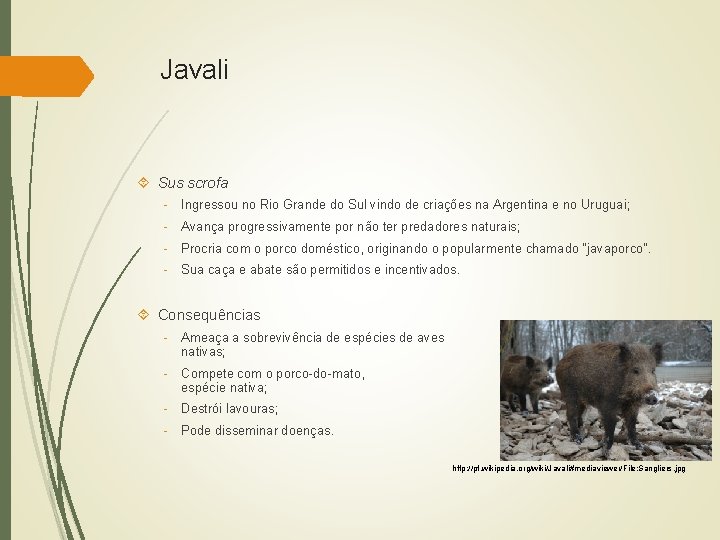 Javali Sus scrofa - Ingressou no Rio Grande do Sul vindo de criações na