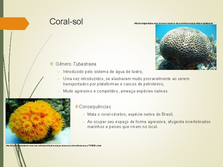 Coral-sol http: //amigosdojoe. com. br/coral-cerebro-de-abrolhosmussismilia-braziliensis/ Gênero Tubastraea - Introduzido pelo sistema de água de
