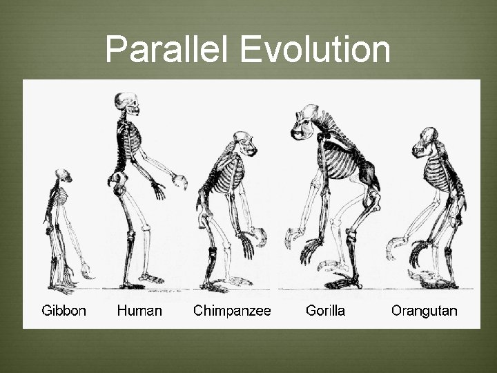 Parallel Evolution Parallel Evolution