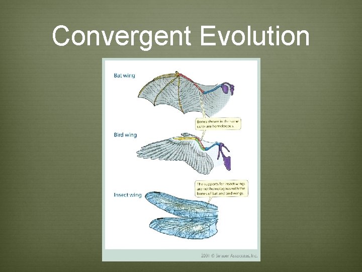 Convergent Evolution Convergent Evolution