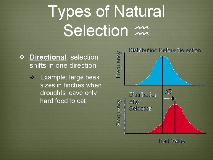 Types of Natural Selection h v Directional: selection shifts in one direction v Example: Types of Natural Selection h v Directional: selection shifts in one direction v Example: