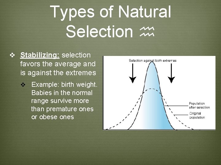 Types of Natural Selection h v Stabilizing: selection favors the average and is against Types of Natural Selection h v Stabilizing: selection favors the average and is against