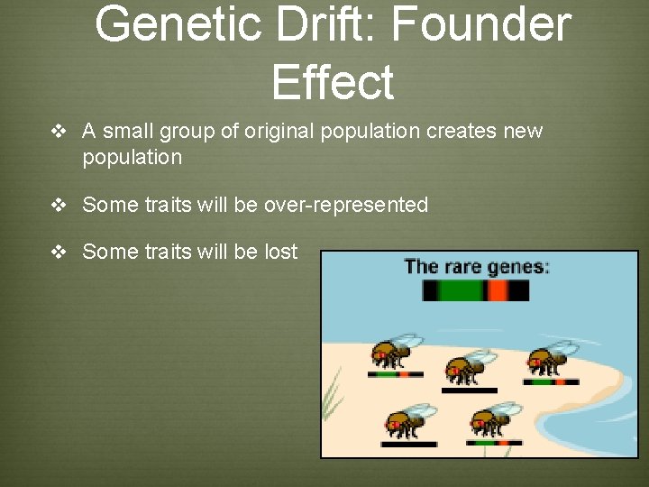 Genetic Drift: Founder Effect v A small group of original population creates new population Genetic Drift: Founder Effect v A small group of original population creates new population