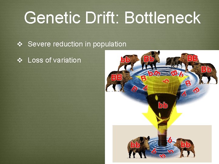 Genetic Drift: Bottleneck v Severe reduction in population v Loss of variation Genetic Drift: Bottleneck v Severe reduction in population v Loss of variation