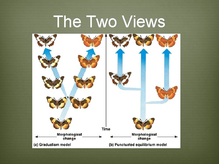 The Two Views The Two Views