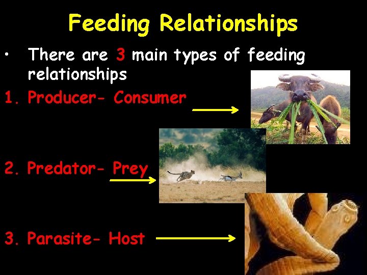 Feeding Relationships • There are 3 main types of feeding relationships 1. Producer- Consumer