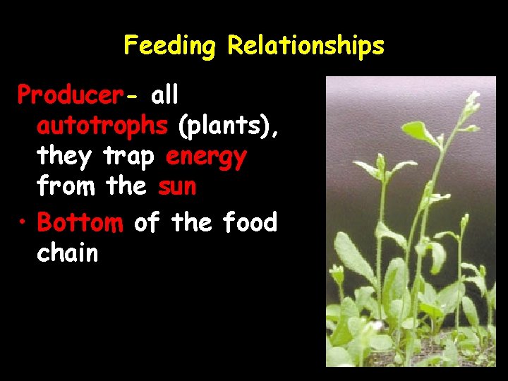 Feeding Relationships Producer- all autotrophs (plants), they trap energy from the sun • Bottom