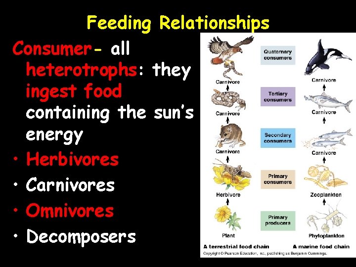 Feeding Relationships Consumer- all heterotrophs: they ingest food containing the sun’s energy • Herbivores