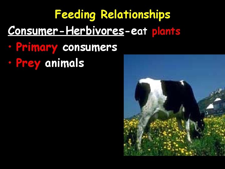 Feeding Relationships Consumer-Herbivores-eat plants • Primary consumers • Prey animals 