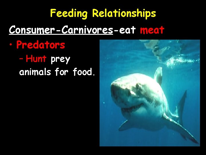 Feeding Relationships Consumer-Carnivores-eat meat • Predators – Hunt prey animals for food. 