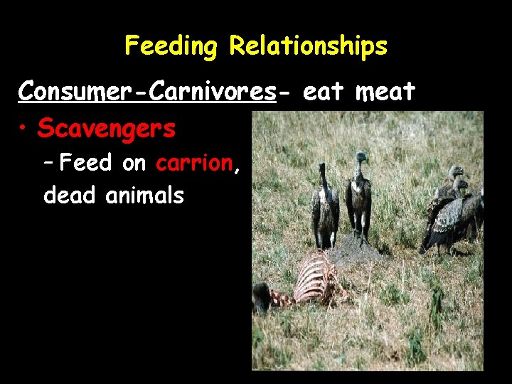Feeding Relationships Consumer-Carnivores- eat meat • Scavengers – Feed on carrion, dead animals 