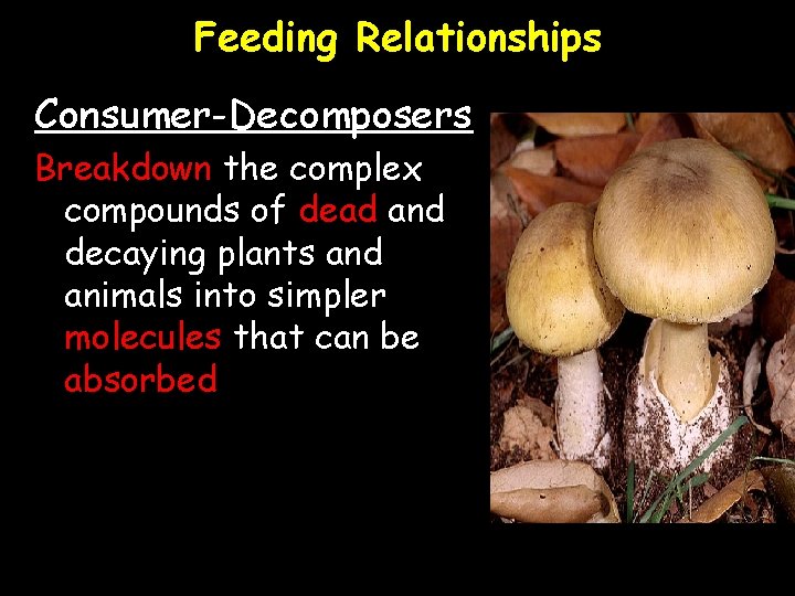 Feeding Relationships Consumer-Decomposers Breakdown the complex compounds of dead and decaying plants and animals