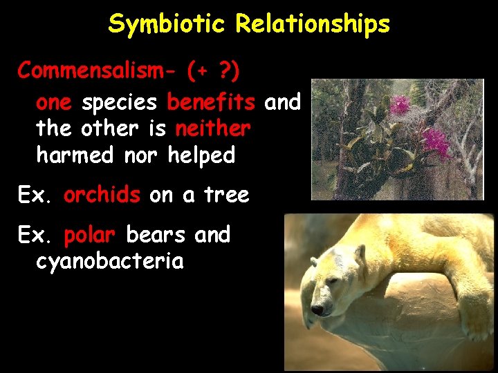 Symbiotic Relationships Commensalism- (+ ? ) one species benefits and the other is neither