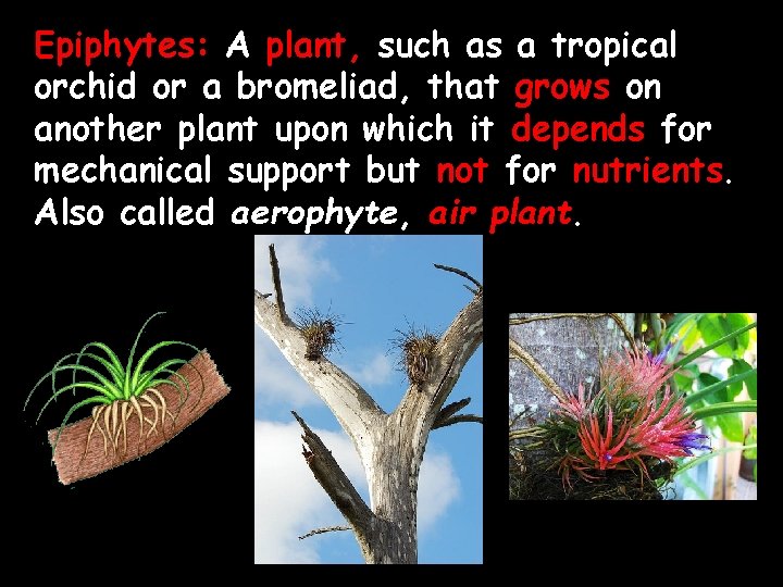Epiphytes: A plant, such as a tropical orchid or a bromeliad, that grows on