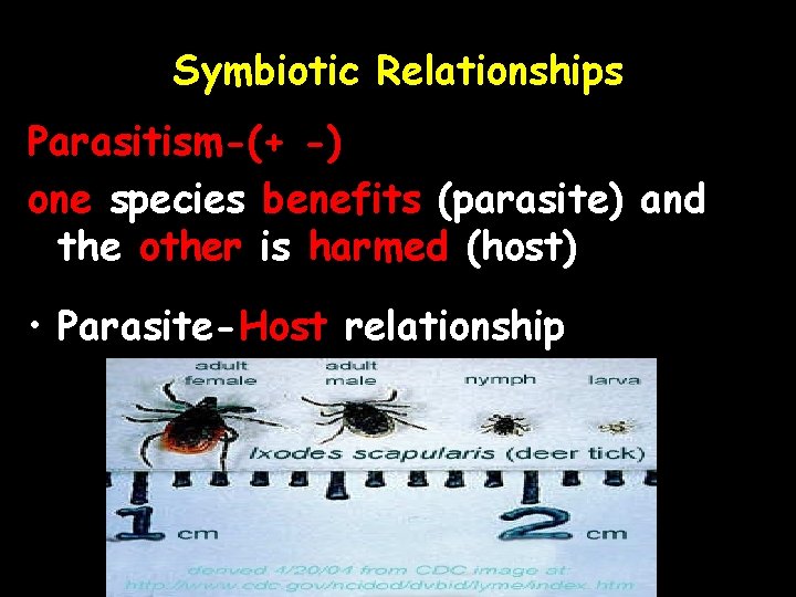 Symbiotic Relationships Parasitism-(+ -) one species benefits (parasite) and the other is harmed (host)