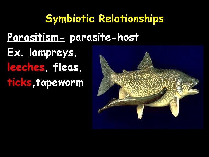 Symbiotic Relationships Parasitism- parasite-host Ex. lampreys, leeches, fleas, ticks, tapeworm 