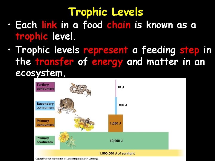 Trophic Levels • Each link in a food chain is known as a trophic