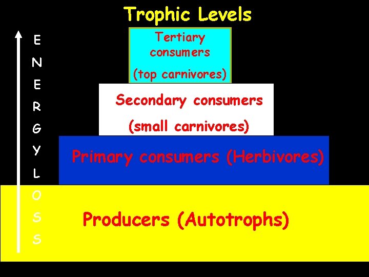 Trophic Levels E N E Tertiary consumers (top carnivores) R Secondary consumers G (small