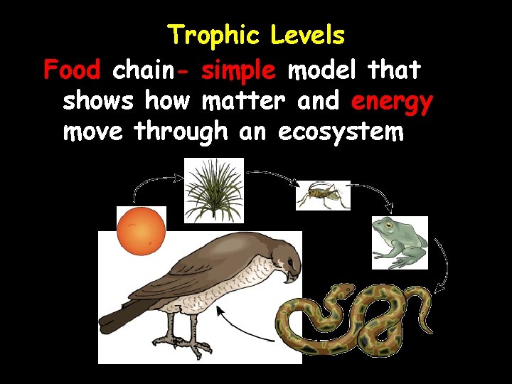 Trophic Levels Food chain- simple model that shows how matter and energy move through