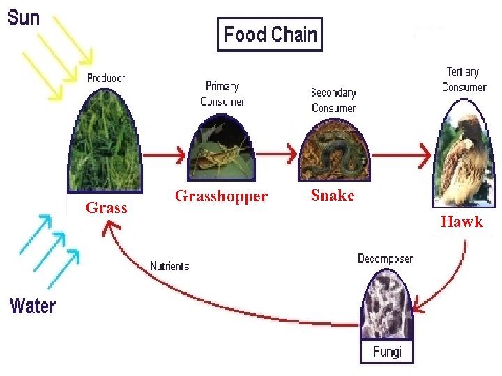 Grasshopper Snake Hawk 