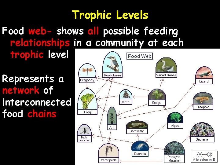 Trophic Levels Food web- shows all possible feeding relationships in a community at each