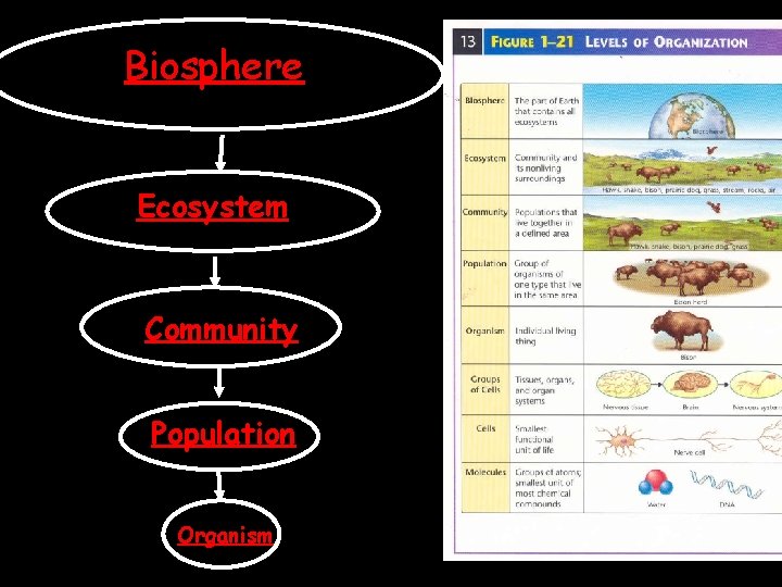 Biosphere Ecosystem Community Population Organism 