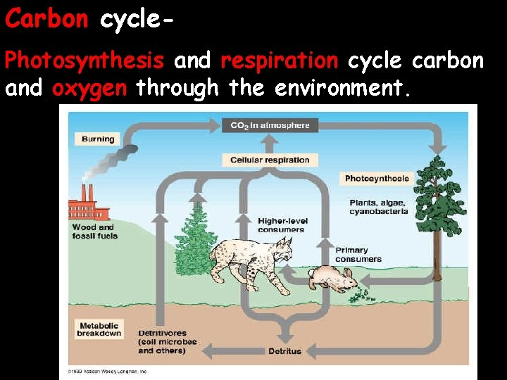 Carbon cycle. Photosynthesis and respiration cycle carbon and oxygen through the environment. 