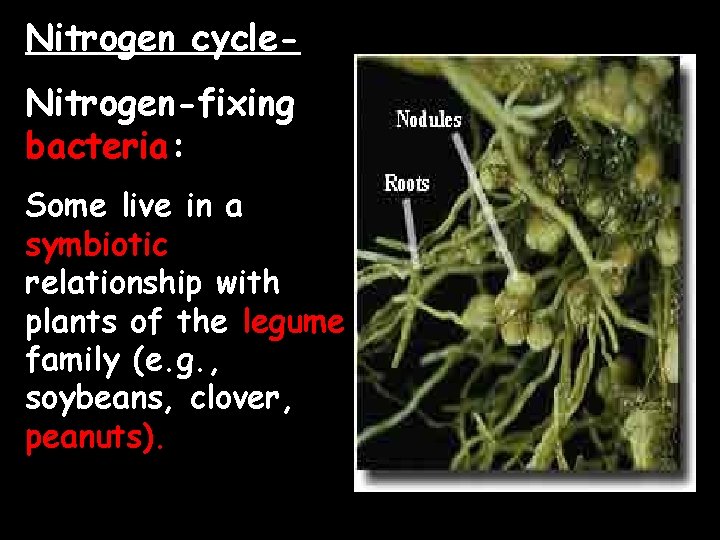 Nitrogen cycle. Nitrogen-fixing bacteria: Some live in a symbiotic relationship with plants of the
