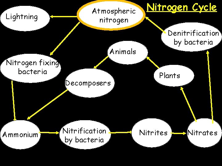 Lightning Atmospheric nitrogen Nitrogen Cycle Denitrification by bacteria Animals Nitrogen fixing bacteria Decomposers Ammonium