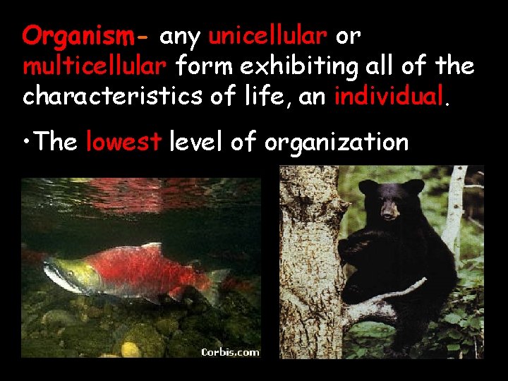 Organism- any unicellular or multicellular form exhibiting all of the characteristics of life, an